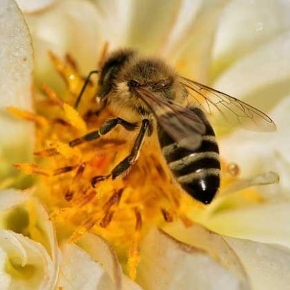 Biene sammelt Nektar von Blume