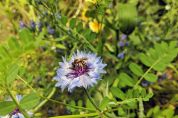 Biene auf hellvioletter Kornblume