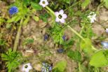 Biene auf blauer Blüte