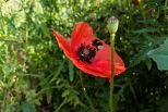 Hummel auf roter Mohnblume