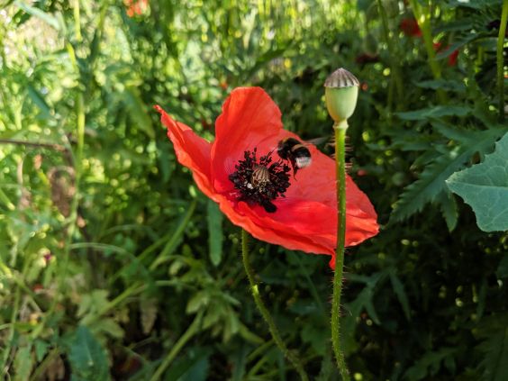 Hummel auf roter Mohnblume